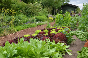 Bauerngarten-Beet
