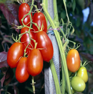 Rankende Baumtomate