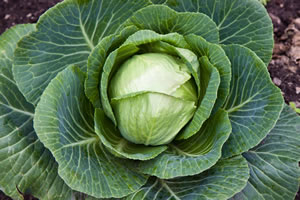 Blumenkohl-Pflanze