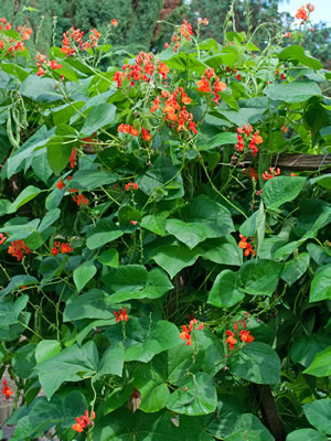 Feuerbohnen, Phaseolus coccineus Anbau und Pflege