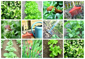 Gemüsegarten
