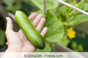 Gurke