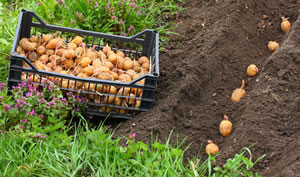 Kartoffeln legen