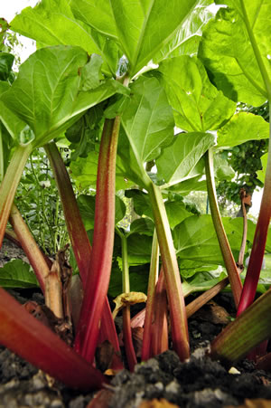 Rhabarber, Rheum rhabarbarum Sorten, Anbau und Pflege