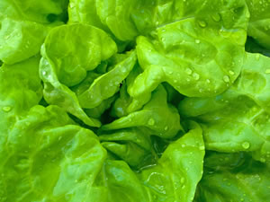 Salat