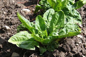 SpinatAnbau im Garten Spinacia oleracea