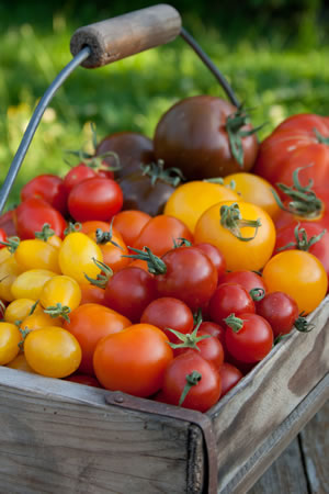 Die besten Tomatensorten Alte & historische Tomaten