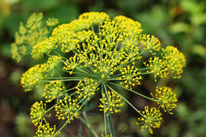Dill-Bluete