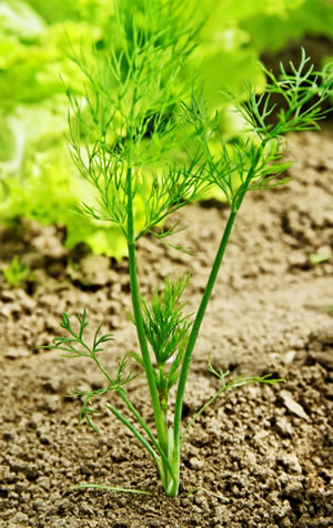 Junger Dill
