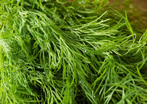 Dill pflanzen