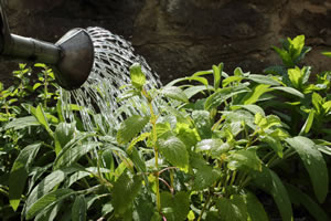 Kräutergarten anlegen - Anleitung für Garten und Balkon