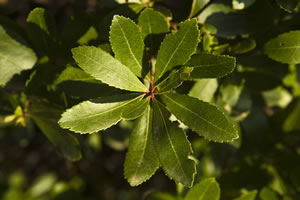 Lorbeerbaum, Laurus nobilis Pflege von Lorbeer