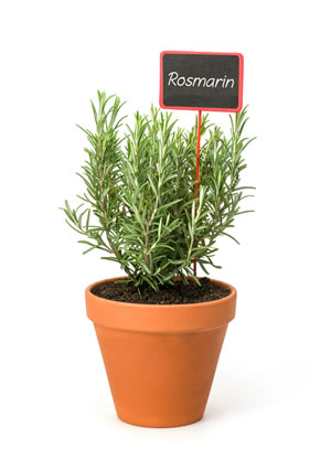 Rosmarin, Rosmarinus officinalis Pflege & Überwintern