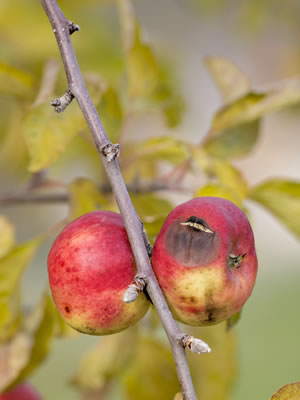 Von Monilia befallener Apfel