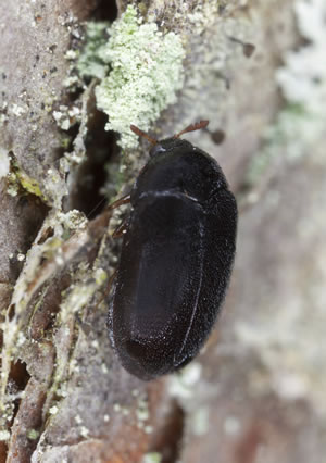 Speckkaefer aus der Nähe