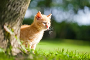 Katzen aus dem Garten vertreiben - Katzenschreck & Co