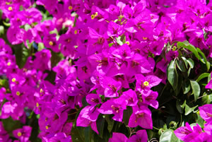 Rosa Blüten der Bougainvillea