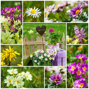 BittersalzDünger Anwendung im Garten