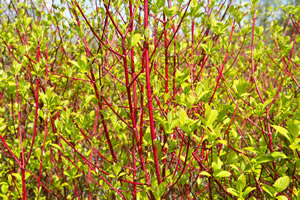 Hartriegel, Cornus Pflege, Schneiden und Vermehren