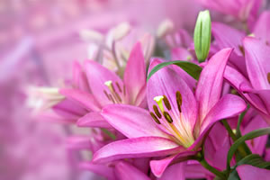 Lilien, Lilium Lilienarten und PflegeAnleitung