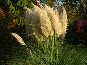 Pampasgras, Cortaderia selloana - Pflege und Schneiden