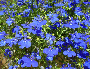 Männertreu, Lobelia Pflege und Überwintern von Lobelien