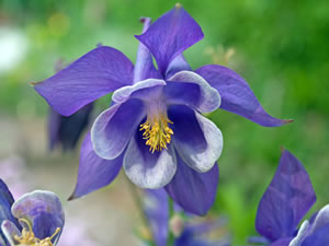 Blaue Akelei-Blüte