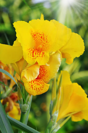 Indisches Blumenrohr, Canna Pflanzen und Pflege