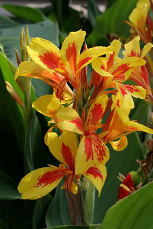 Indisches Blumenrohr, Canna Pflanzen und Pflege