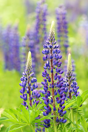 Lupinen, Lupinus Standort, Aussaat und Pflege