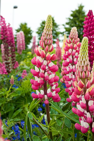 Lupinen, Lupinus Standort, Aussaat und Pflege