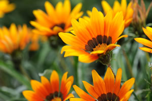 Mittagsblume, Delosperma Pflege & Vermehren