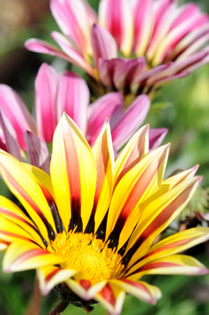 Mittagsblume, Delosperma Pflege & Vermehren