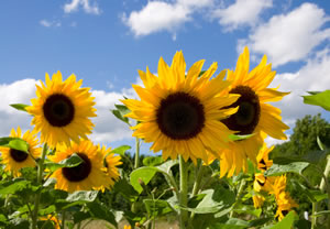 Sonnenblumen, Helianthus annuus Steckbrief, Aussaat und Pflege