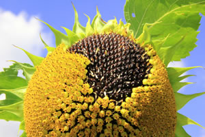 Sonnenblumen, Helianthus annuus Steckbrief, Aussaat und Pflege