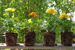 Studentenblumen ohne Topf