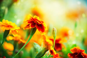 Gelbe Blüten der Studentenblume