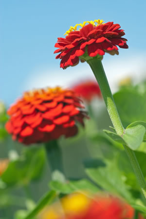 Zinnien, Zinnia PflegeAnleitung & Vermehren