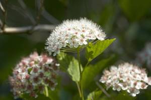 Schneeball, Viburnum Pflanzen, PflegeAnleitung & Schneiden