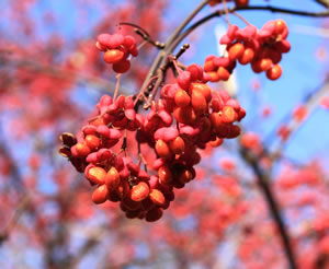 Beeren des Spindelstrauchs