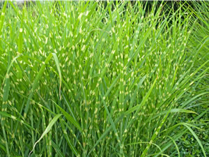 Zebragras, Miscanthus Pflanzen, Pflege und Schneiden