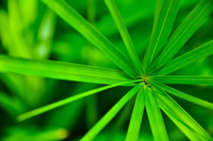 Blatt des Zyperngrases