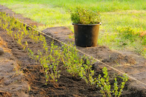 Pflanzen einer Ligusterhecke