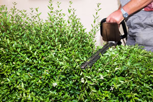 Schneiden einer Ligusterhecke