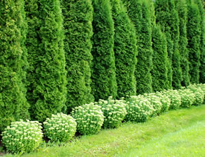 Thuja-Hecke mit Koniferen