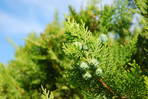 Thuja occidentalis