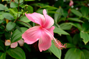 Hibiskus rosa