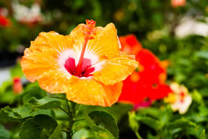 Hibiskus gelb