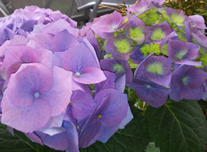 Hortensie