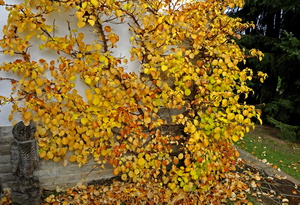 Kletterhortensie im Herbst